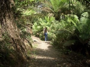Glen Nayook Rainforest Walk