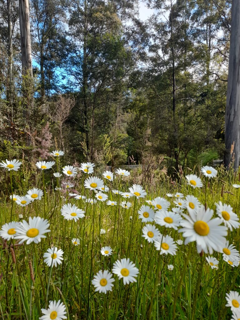 The benefits of visiting Noojee during the week